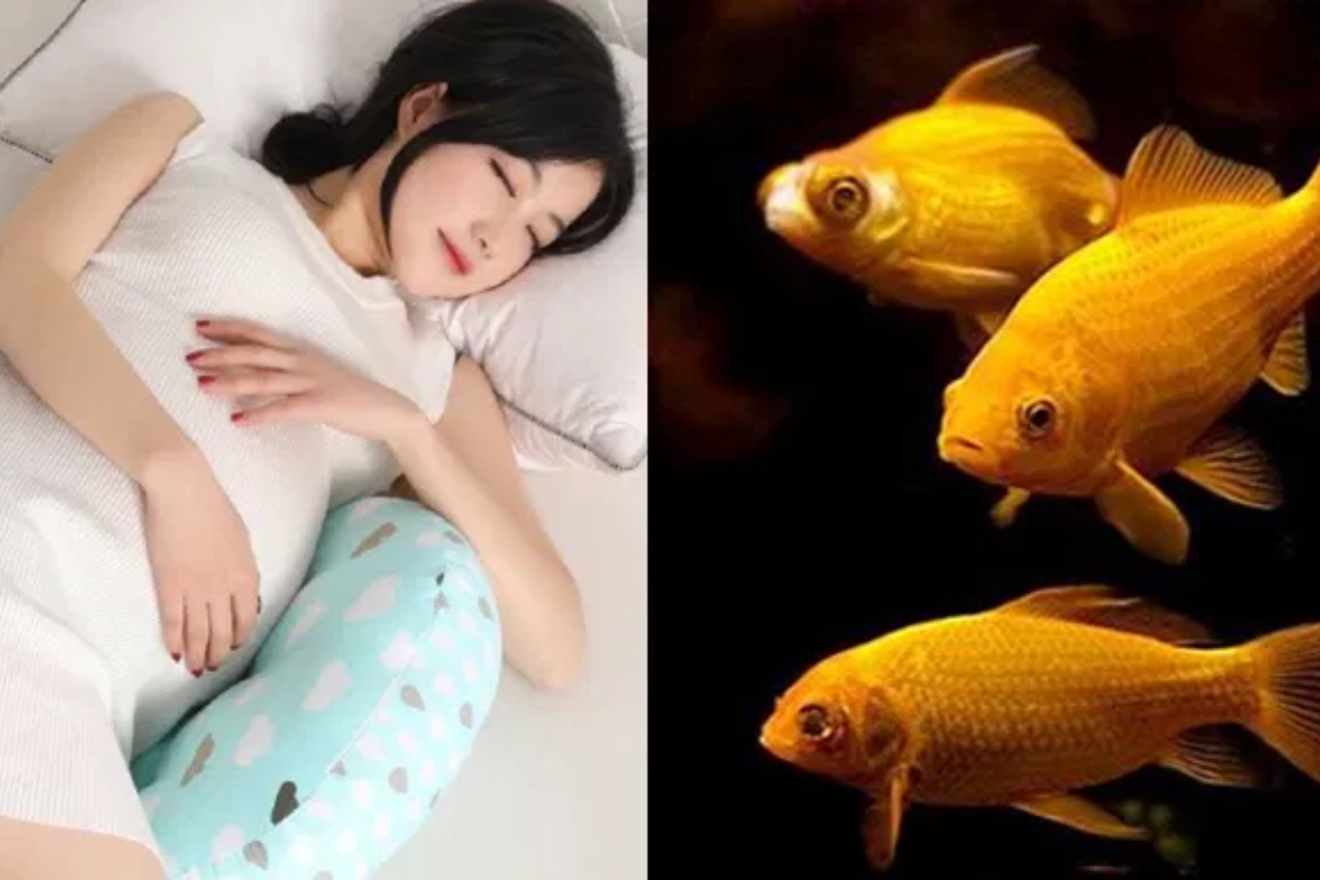 Giấc mơ thấy cá là điềm lành hay dữ