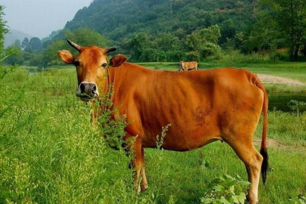 Lưu ý giấc mơ thấy bò