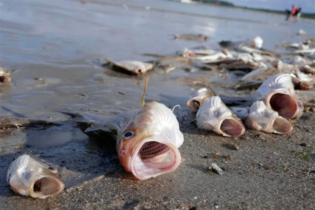 Mơ thấy cá nhảy lên bờ hoặc mắc cạn