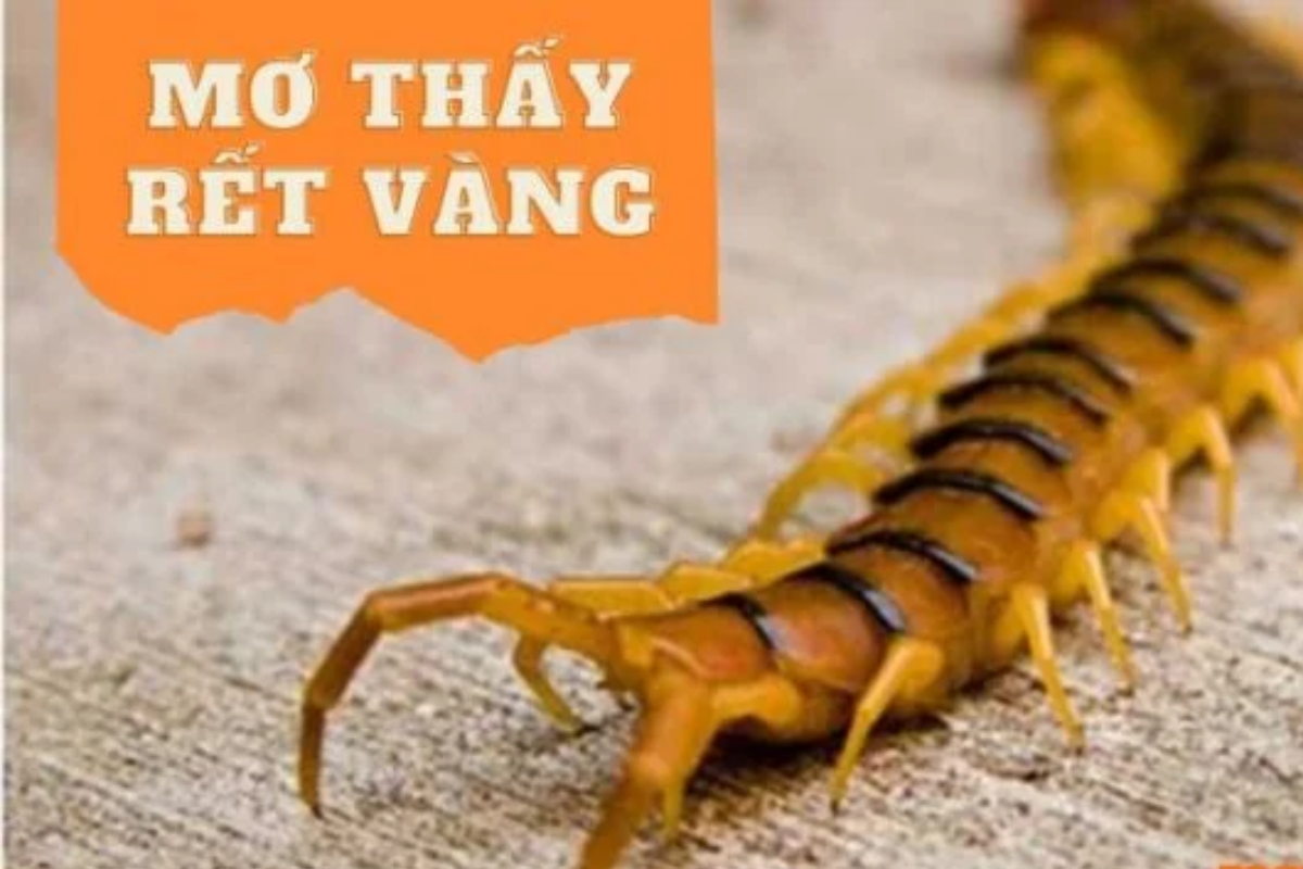 Mơ thấy rết vàng