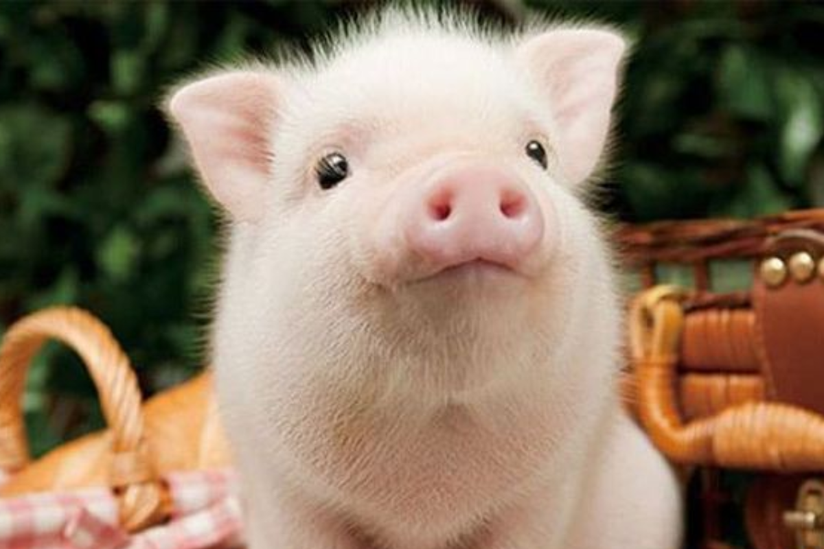 Ý nghĩa mơ thấy heo chi tiết nhất