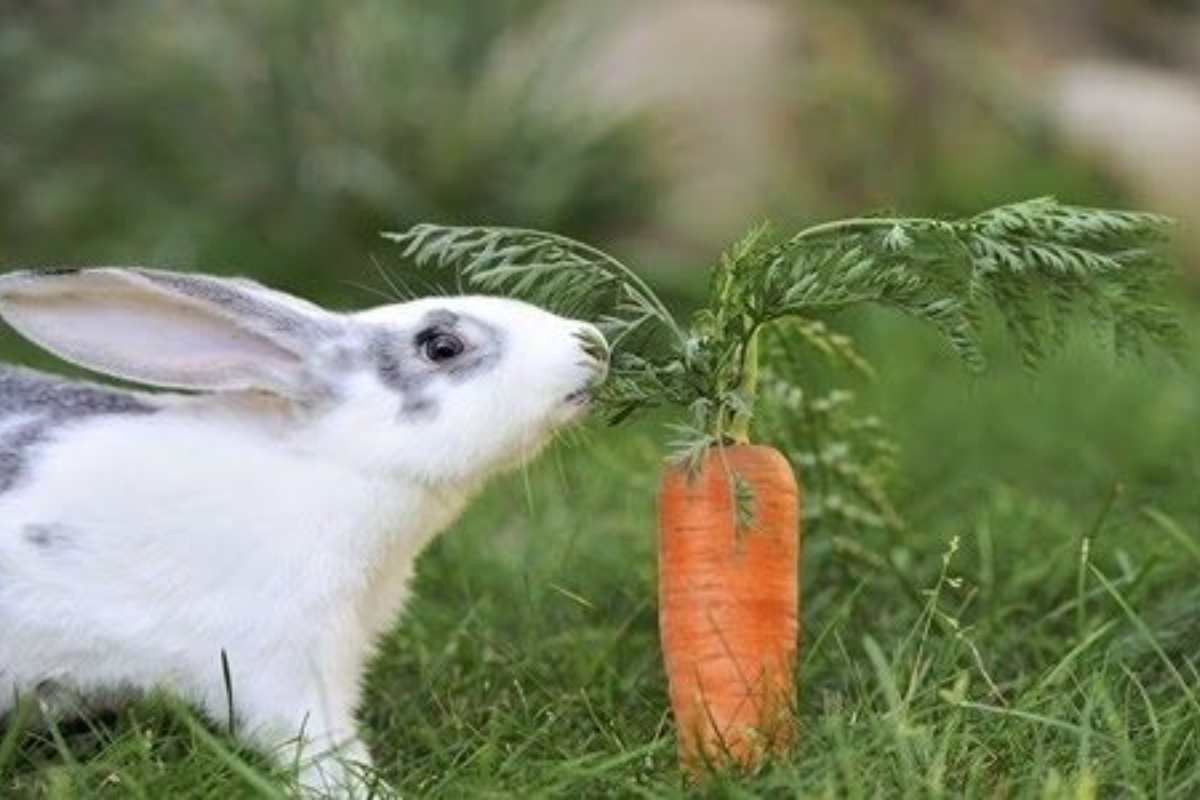 Điềm báo mơ thấy thỏ chi tiết nhất