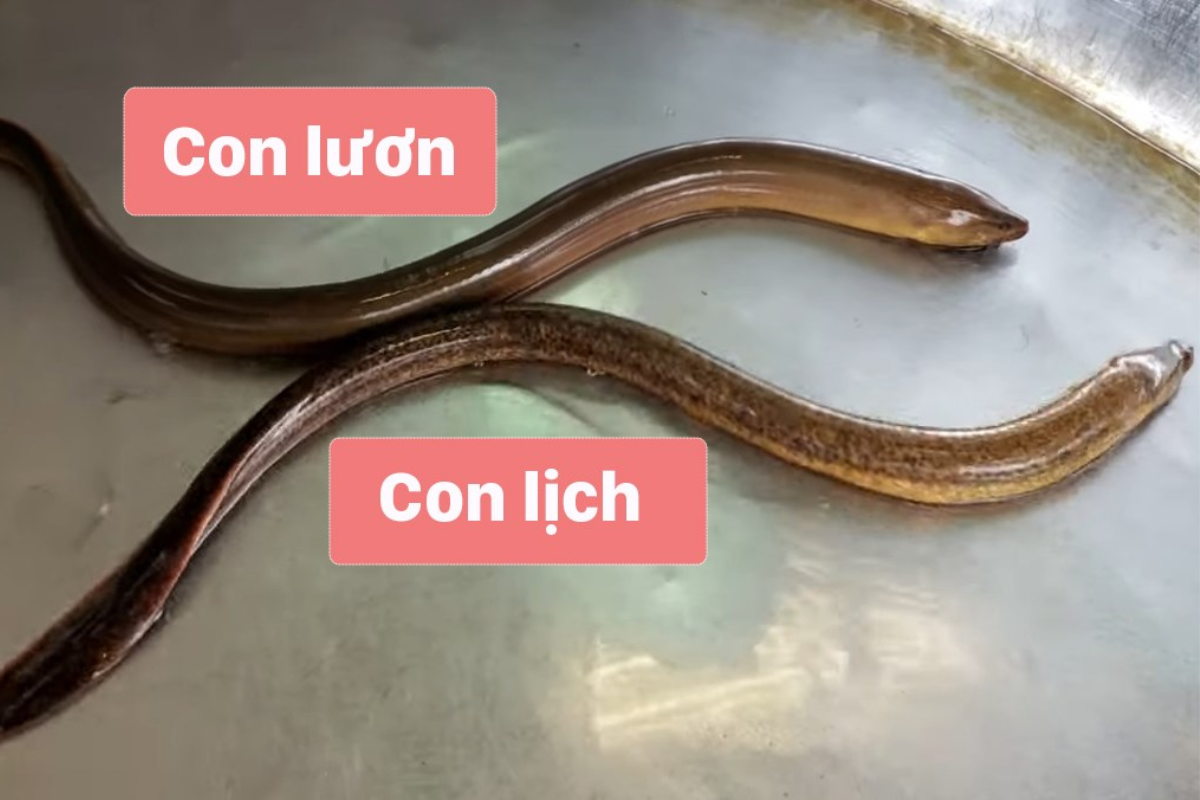 Mơ thấy con lươn con lịch