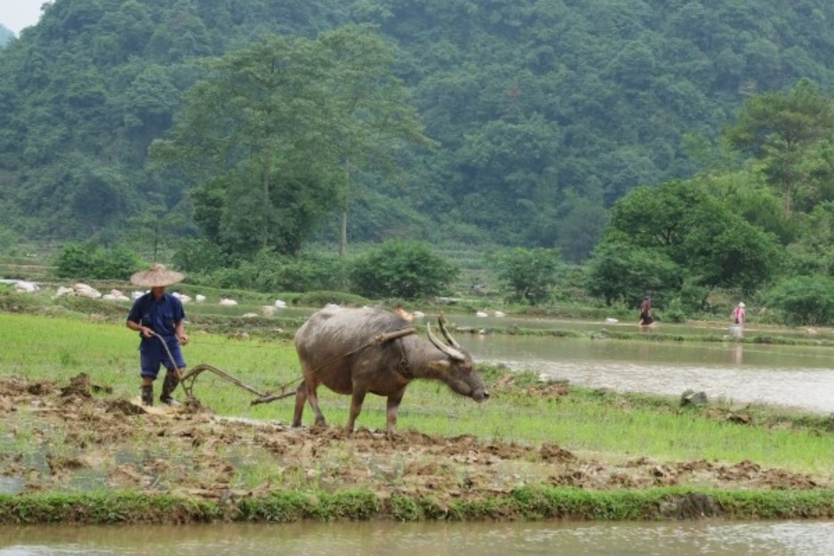 Mơ thấy trâu đang cày