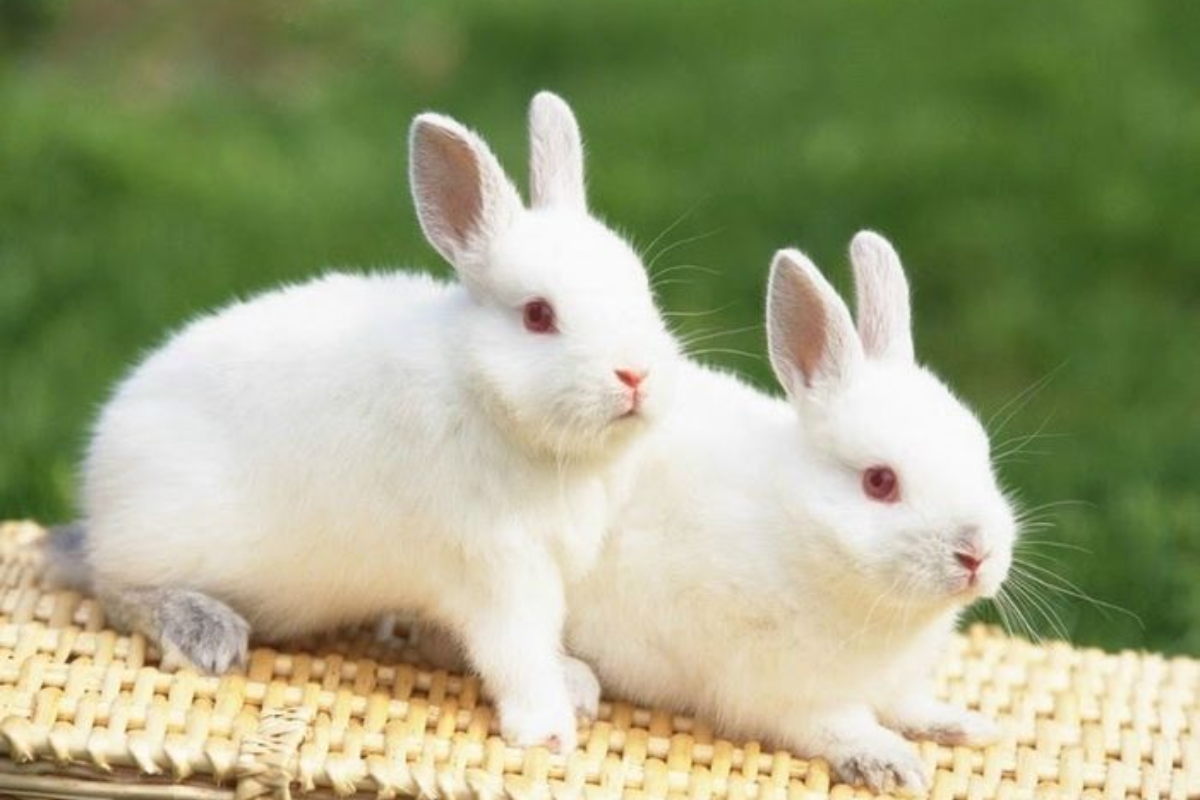 Mơ thấy thỏ đánh con gì?