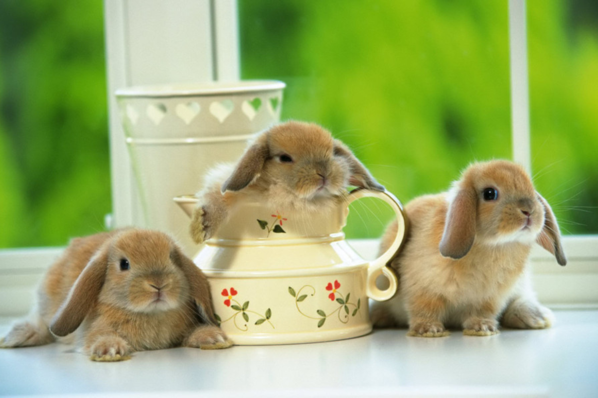 Điềm báo tốt khi mơ thấy thỏ