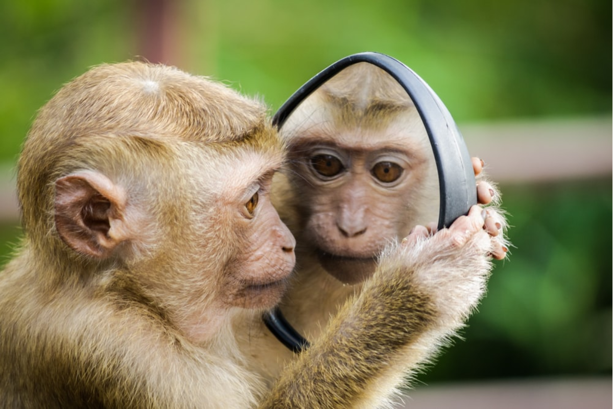 Ý nghĩa ngủ mơ thấy khỉ chi tiết