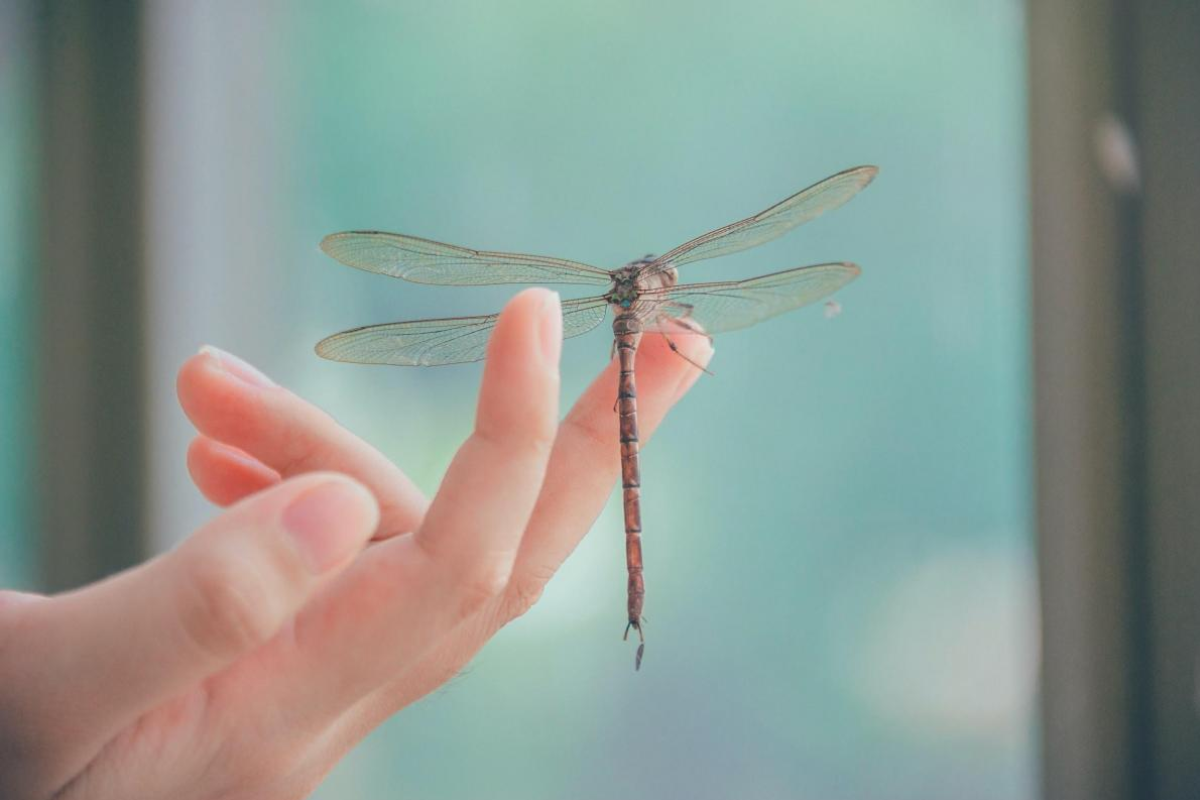 Ý nghĩa mơ thấy chuồn chuồn