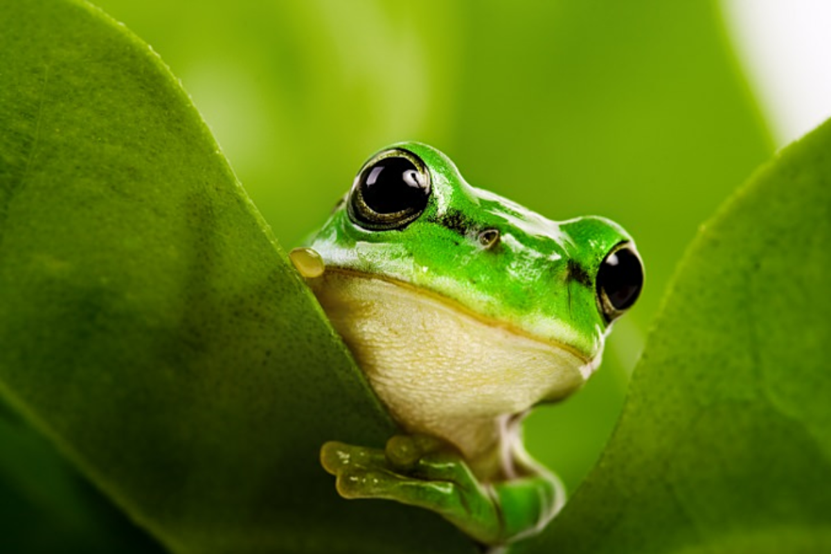 Ý nghĩa mơ thấy ếch chi tiết