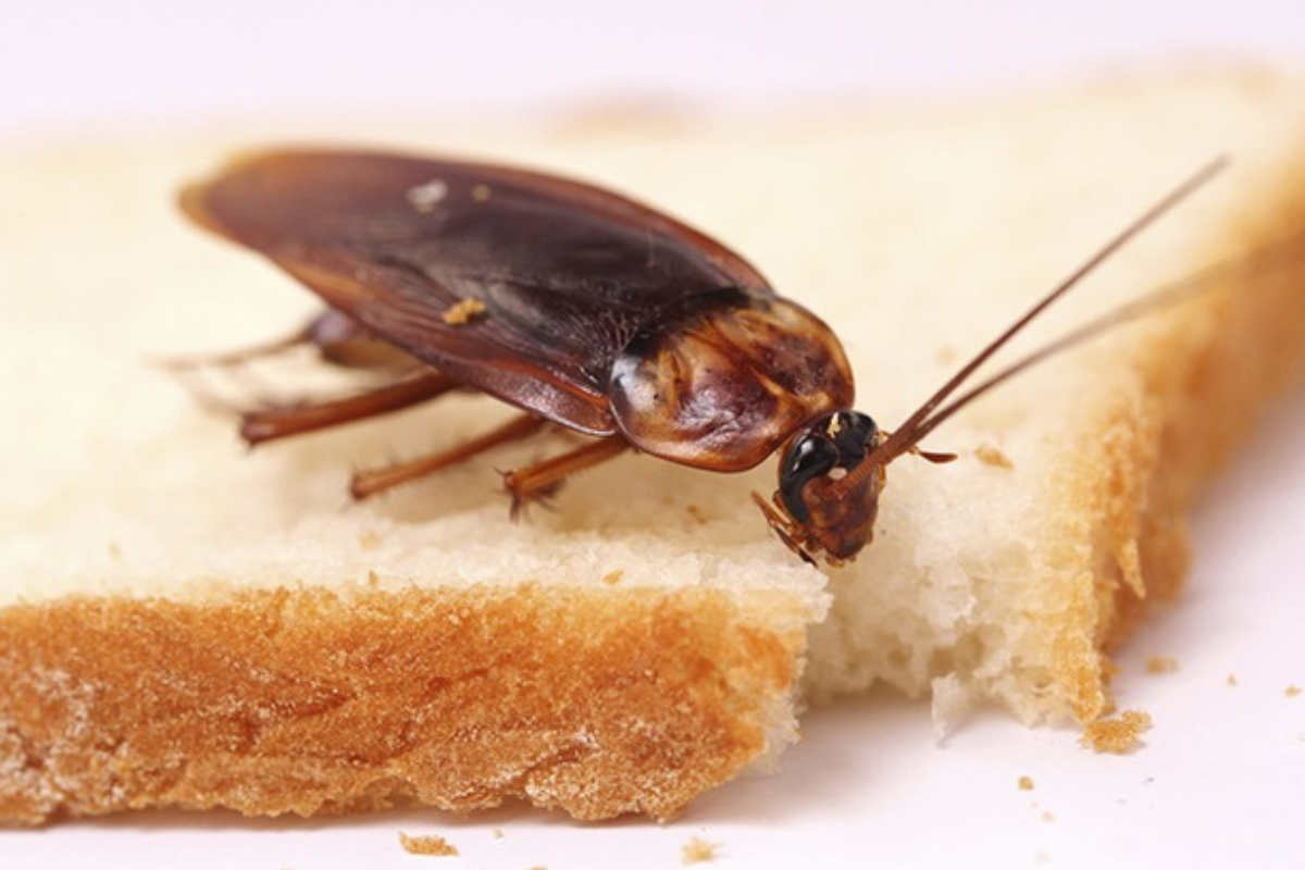 Ý nghĩa mơ thấy gián