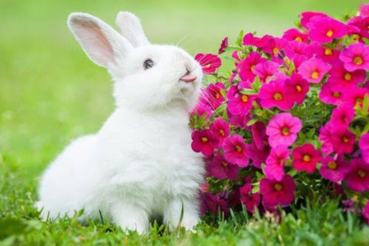 Ý nghĩa ngủ mơ thấy thỏ chi tiết